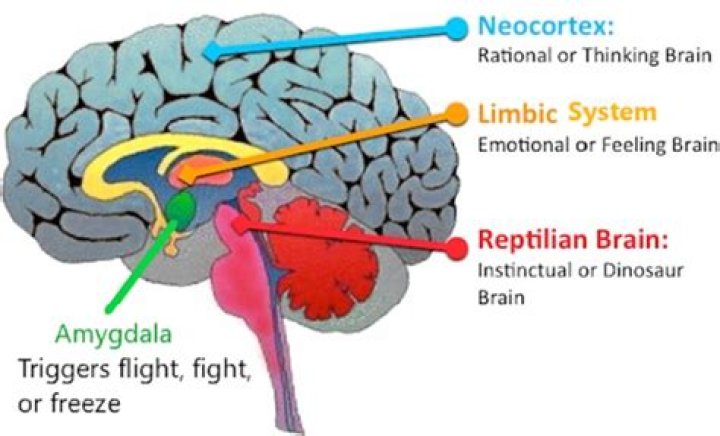 Where are emotions located in the brain?