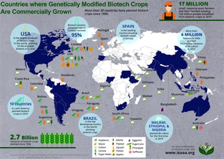 Where are genetically modified crops used?