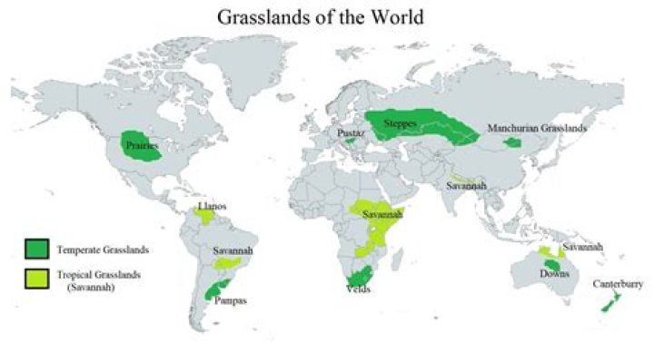 Where are grasslands not found?