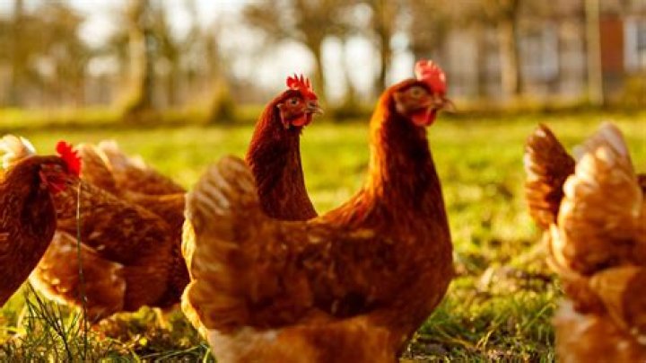 Where are Ingham chickens from?