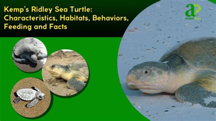 Where are Kemp's ridley turtles found?