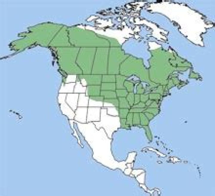Where are minks found in the United States?