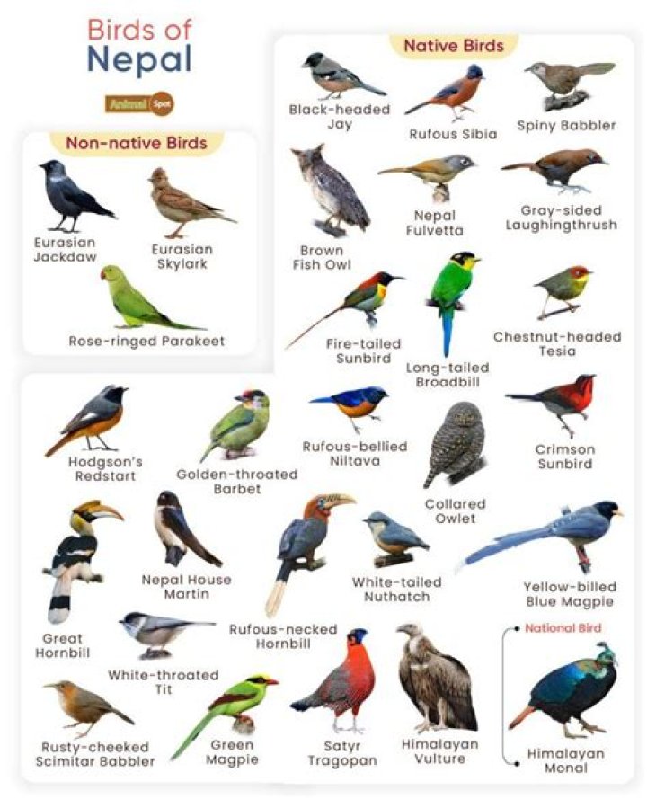 Where are most birds found in Nepal?