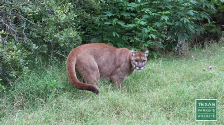 Where are mountain lions found in Texas?