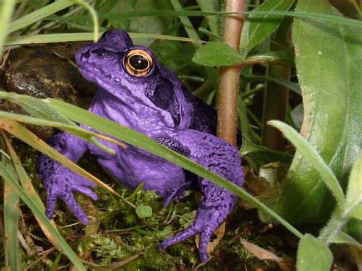 Where are purple frogs found?