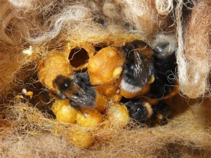 Where are the bumblebees?