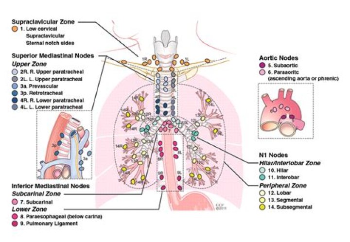 Where are the hilar lymph nodes located?