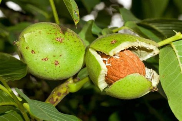 Where are US walnuts grown?