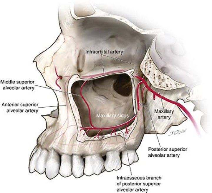 Where are your maxillary bones located?