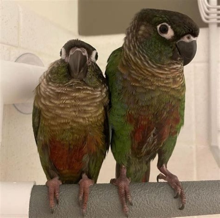 Where can I buy a green cheek conure?