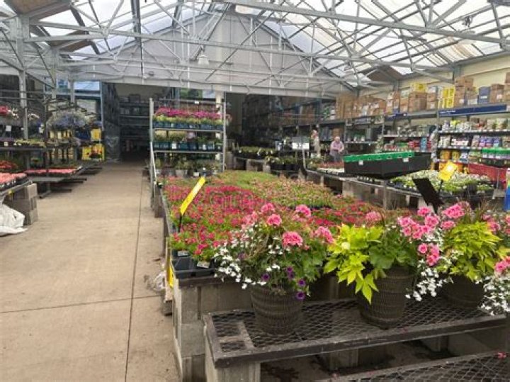 Where can I buy plants in St Louis?