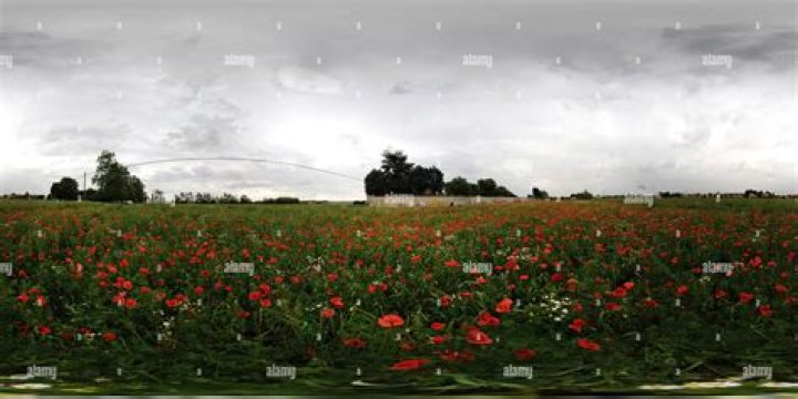 Where can I find a field of poppies?