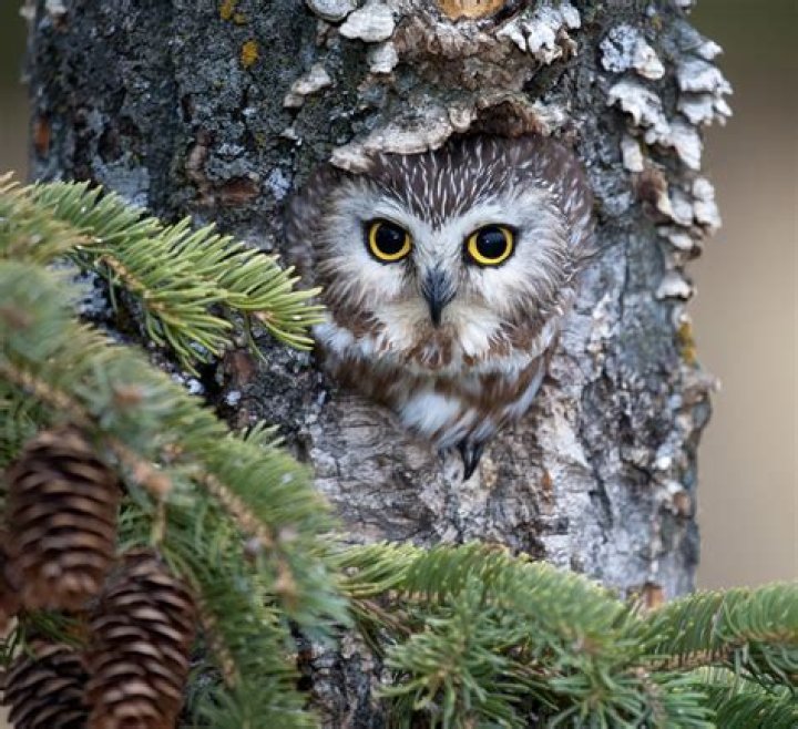 Where can I find northern saw whet owls?