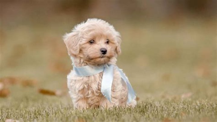 Where can I play with puppies London?