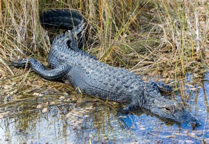 Where can I see alligators in Orlando?