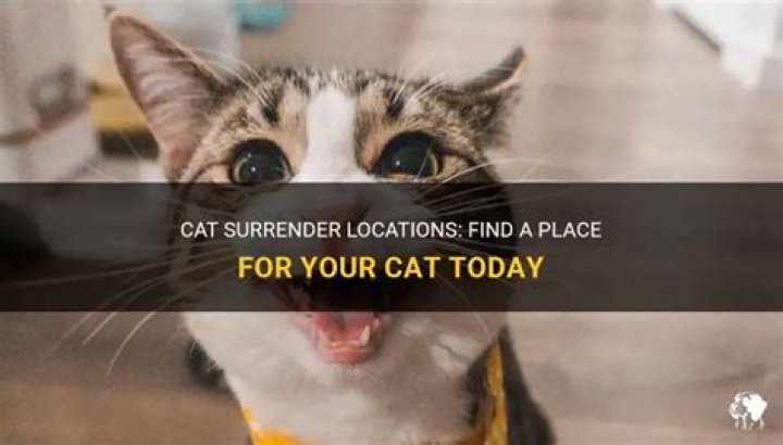 Where can I surrender my cat?