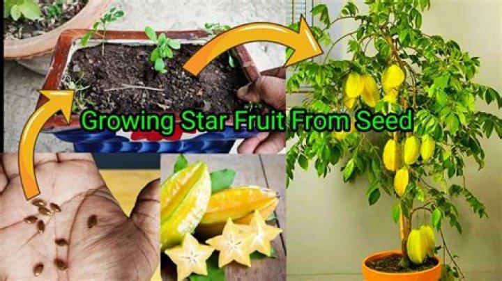Where can starfruit grow?