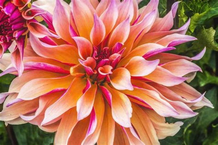 Where did dahlias originate?