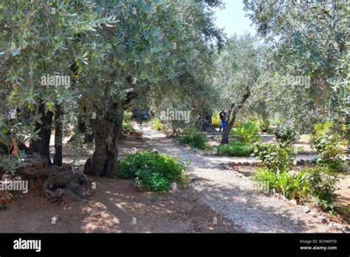Where did Jesus pray before he was betrayed?