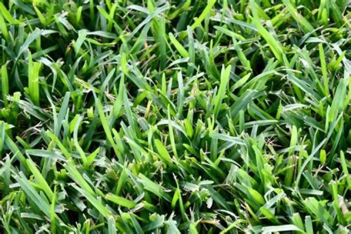 Where did St Augustine grass get its name?
