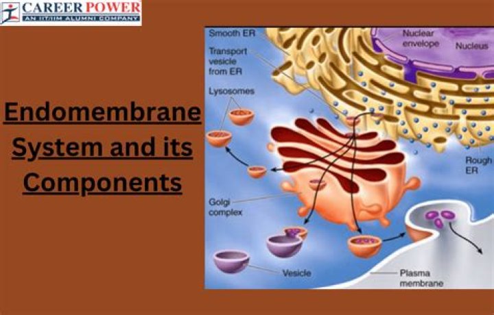 Where did the Endomembrane system come from?
