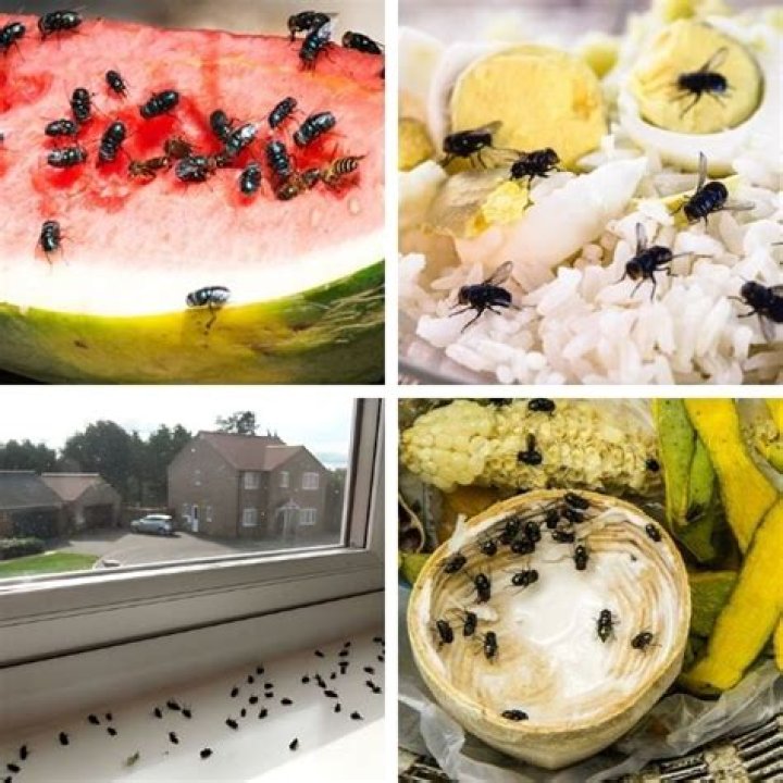 Where do big slow flies come from?