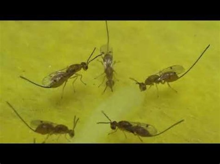 Where do Chalcid wasps live?