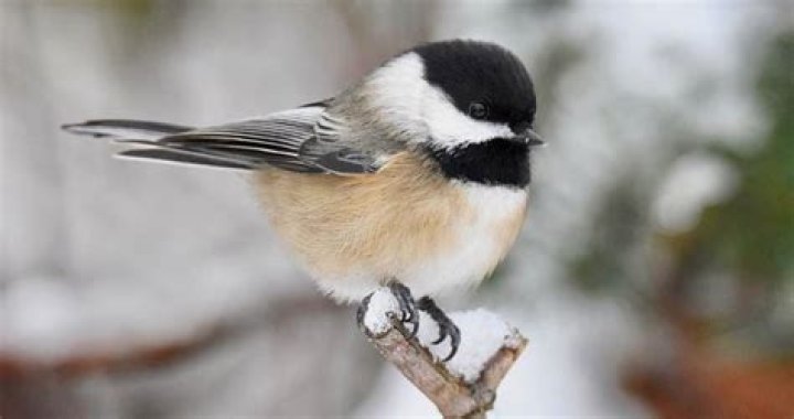 Where do chickadees live in winter?