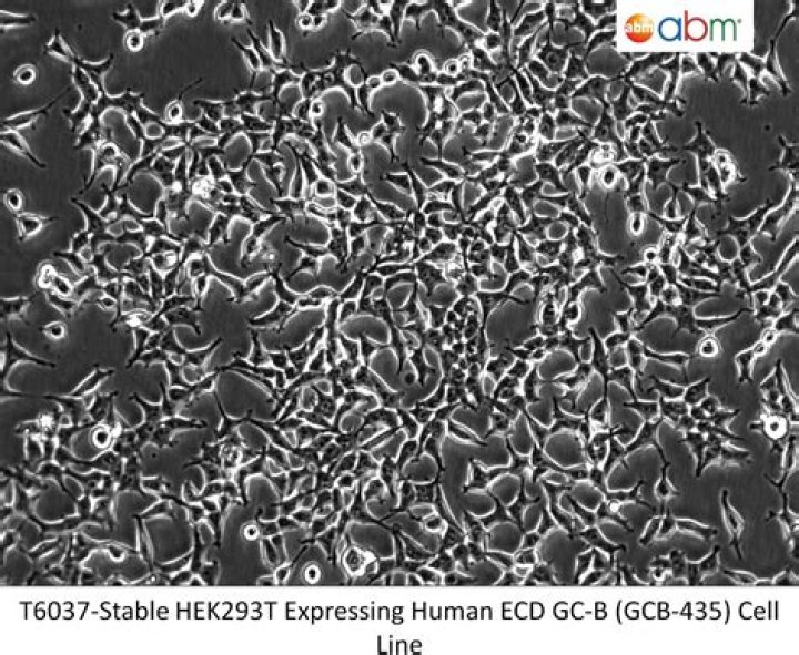 Where do hek293 cells come from?