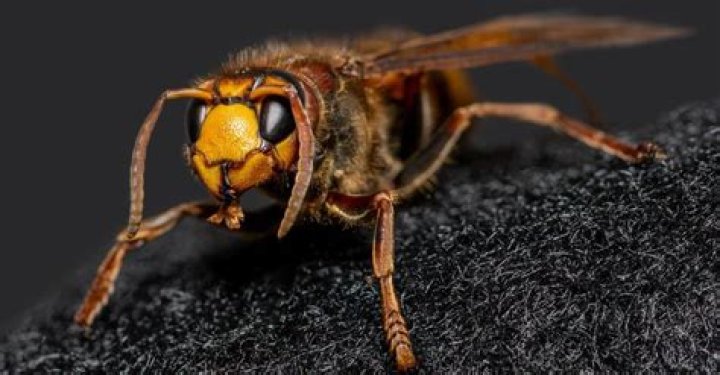 Where do Hornets go at night?