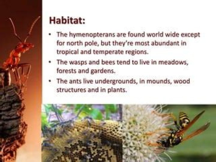 Where do Hymenoptera live?