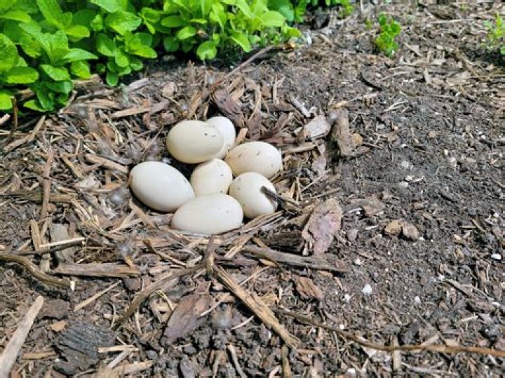 Where do mallard ducks lay their eggs?