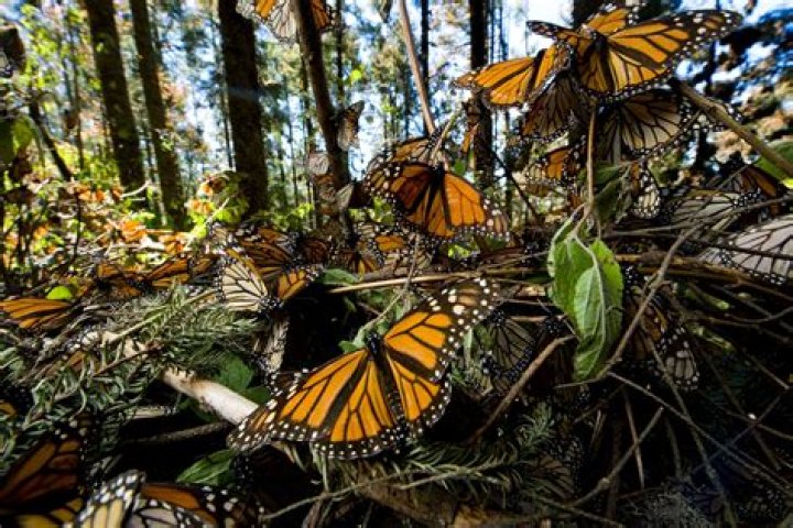 Where do monarch butterflies live in North America?
