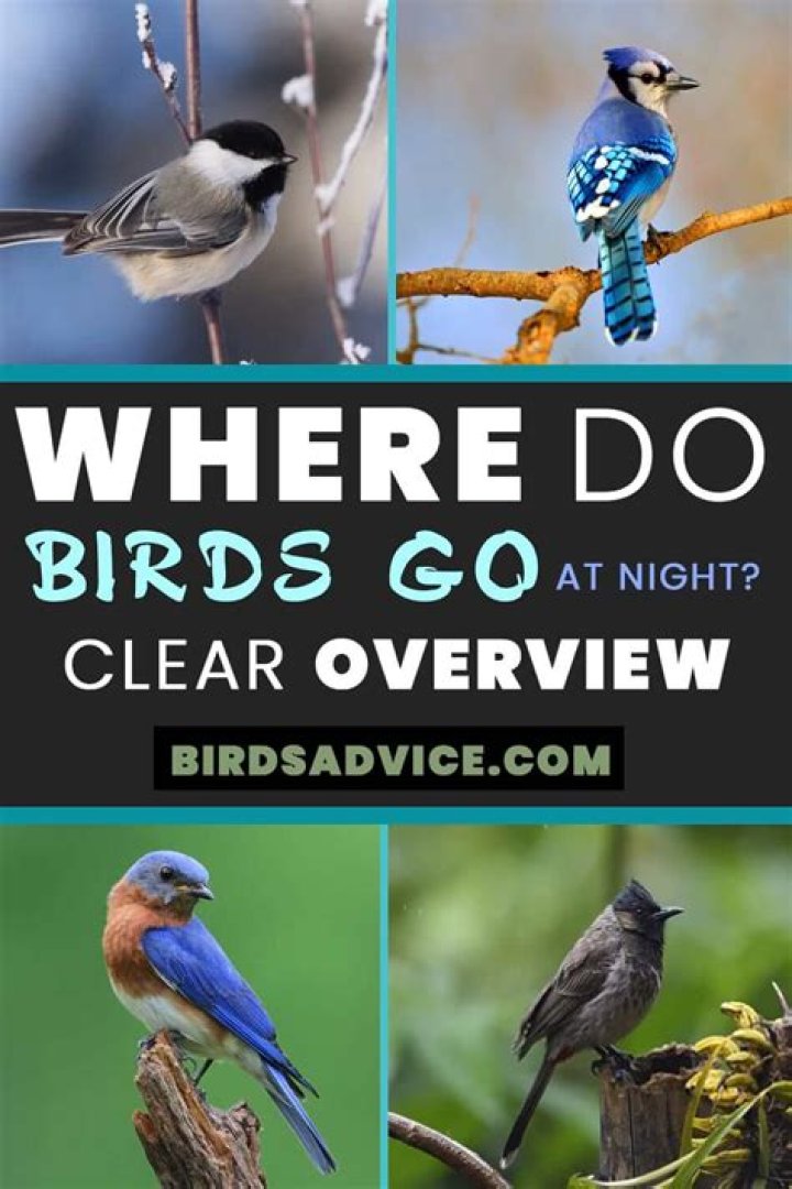 Where do most birds sleep at night?