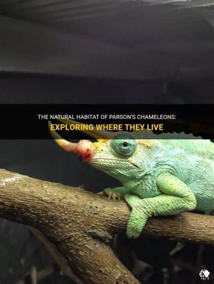 Where do Parson's chameleons live?