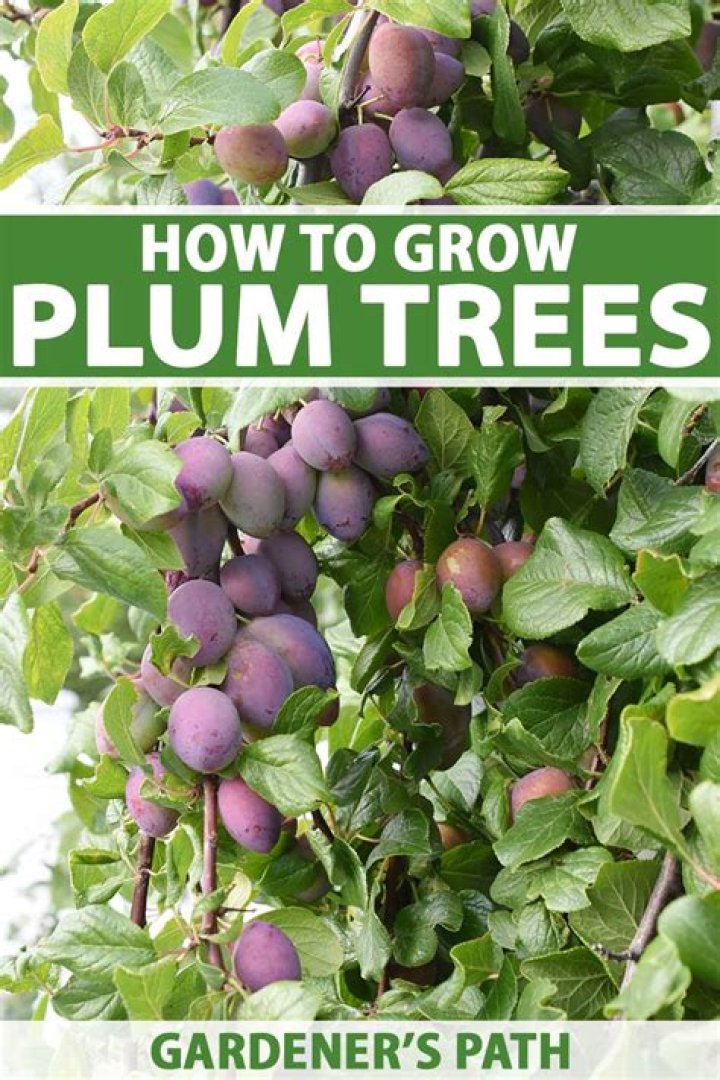 Where do plum trees grow best?