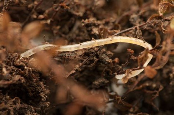 Where do pot worms come from?