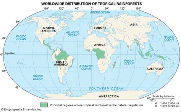 Where do rainforests form?