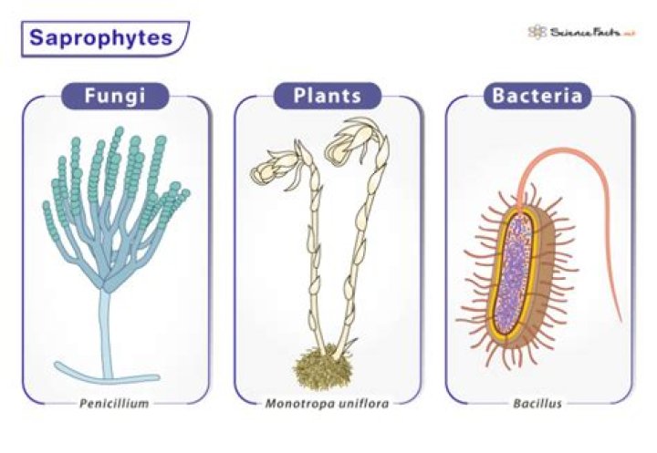 Where do Saprophytes grow?