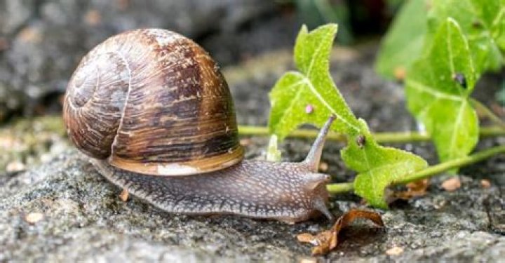 Where do snails hide during the day?