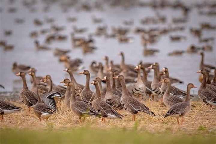 Where do Specklebelly goose come from?