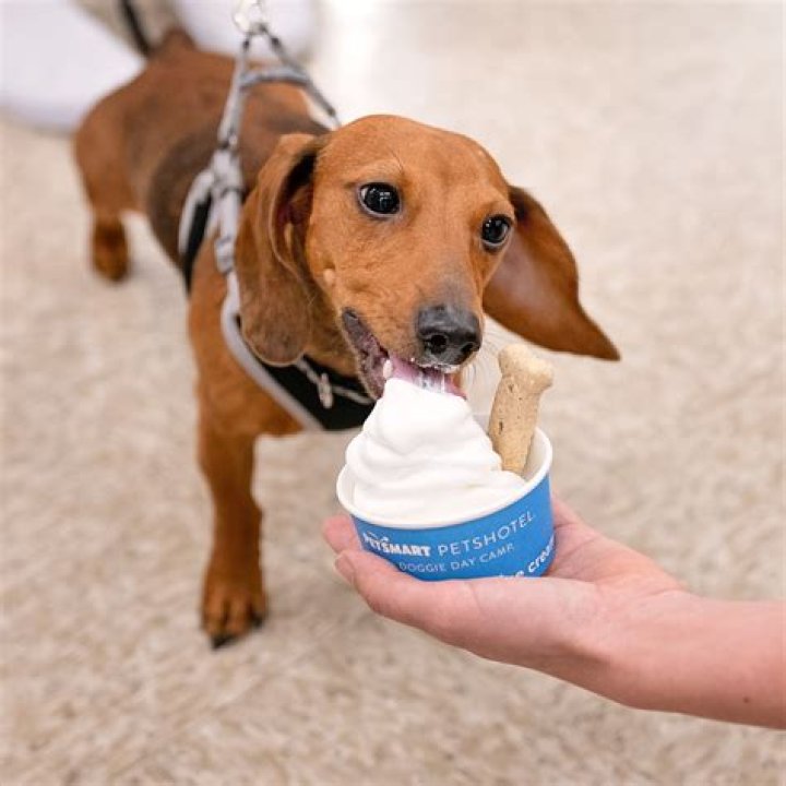 Where do they sell dog ice cream?