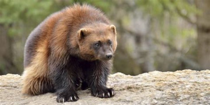 Where do wolverines live in the world?