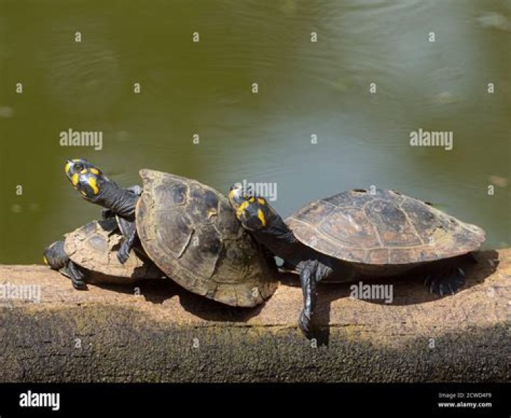 Where do yellow-spotted river turtles live?
