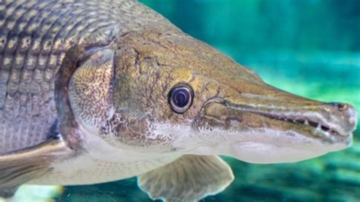 Where do you find Gar?