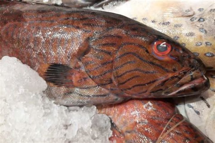 Where do you find grouper fish?