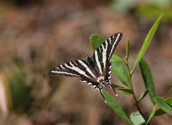 Where do Zebra Swallowtails lay their eggs?