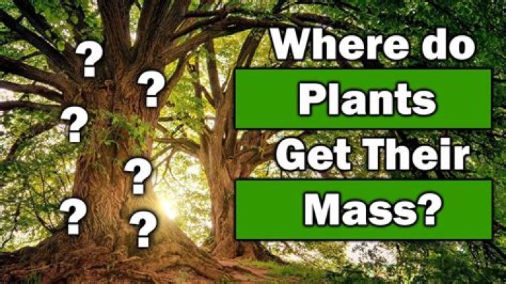 Where does 95 of a plant's mass come from?