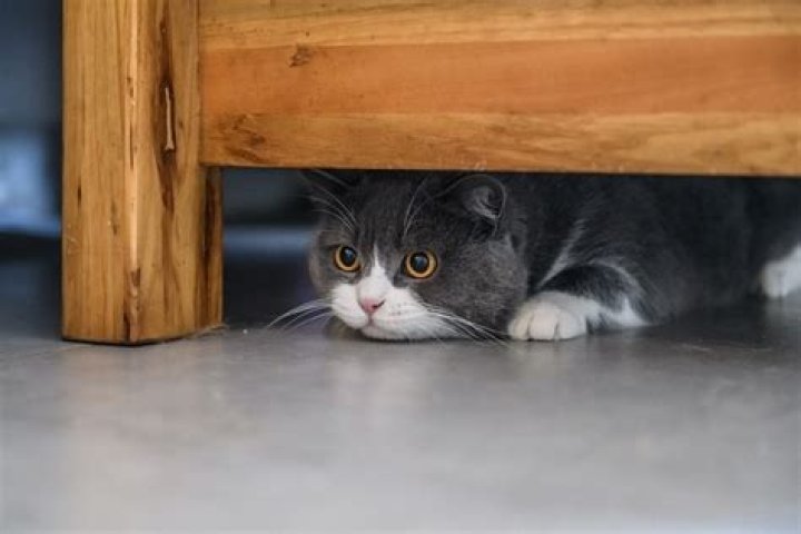 Where does cat hide?