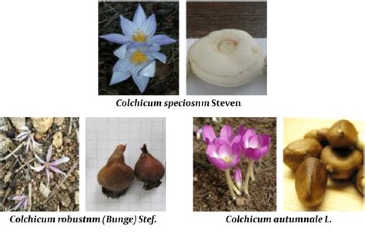 Where does Colchicum grow?